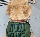 Dogs under military conscription order at the Barzilai medical center